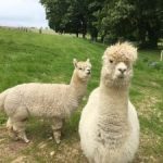 dorset holiday cottages