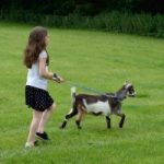 Dorset holiday cottages - take pygmy goats for a walk around the woodland