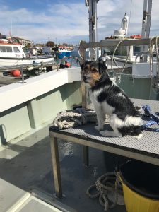 dog friendly holidays dorset