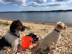 Local dog friendly attractions