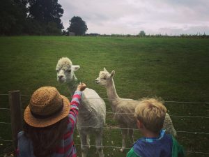 Dorset Farm Holidays - Feed Alpaca