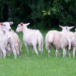 Dorset Farm Holidays