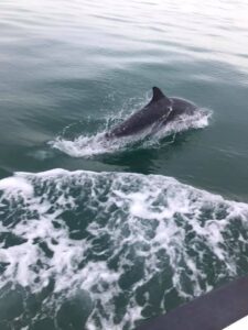 Sea swimming with dolphins - Dorset beaches