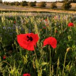 dorset holiday cottages