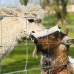 family farm cottages